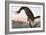 Audubon: Cormorant-John James Audubon-Framed Giclee Print