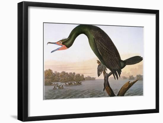 Audubon: Cormorant-John James Audubon-Framed Giclee Print