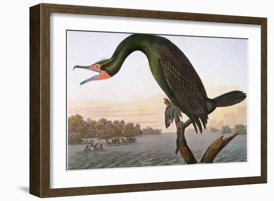 Audubon: Cormorant-John James Audubon-Framed Giclee Print