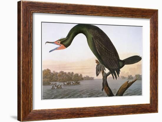 Audubon: Cormorant-John James Audubon-Framed Giclee Print