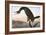 Audubon: Cormorant-John James Audubon-Framed Giclee Print