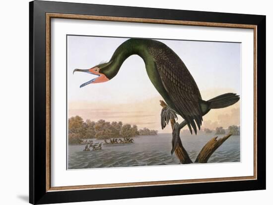 Audubon: Cormorant-John James Audubon-Framed Giclee Print