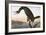 Audubon: Cormorant-John James Audubon-Framed Giclee Print