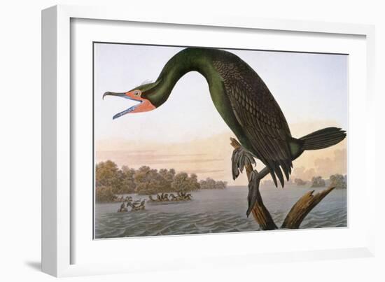 Audubon: Cormorant-John James Audubon-Framed Giclee Print