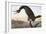 Audubon: Cormorant-John James Audubon-Framed Giclee Print