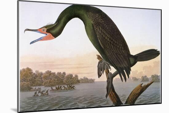 Audubon: Cormorant-John James Audubon-Mounted Giclee Print