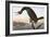 Audubon: Cormorant-John James Audubon-Framed Giclee Print