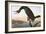 Audubon: Cormorant-John James Audubon-Framed Giclee Print