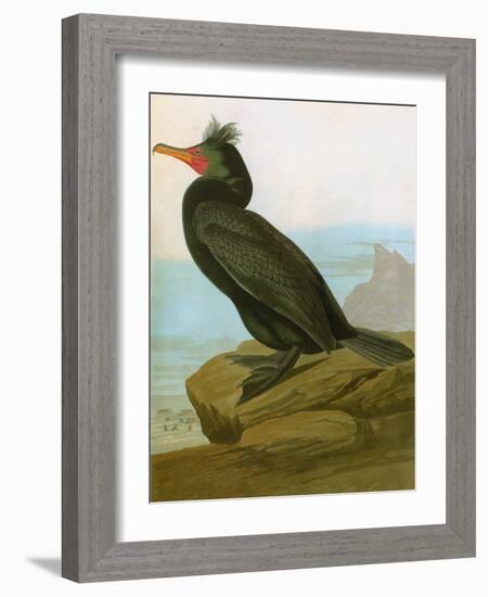 Audubon: Cormorant-John James Audubon-Framed Giclee Print