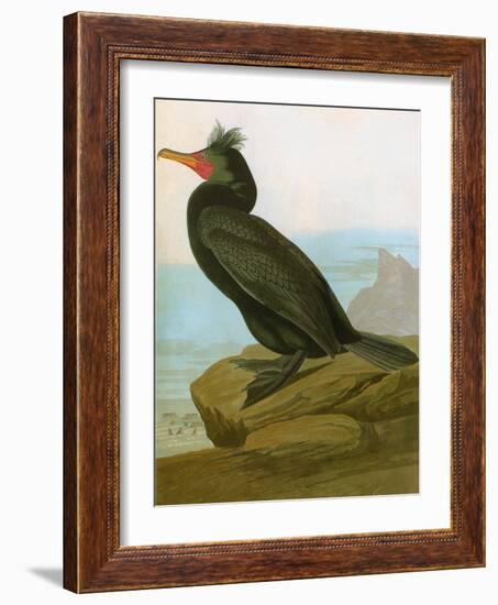 Audubon: Cormorant-John James Audubon-Framed Giclee Print