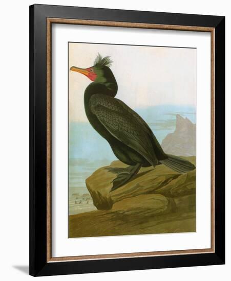 Audubon: Cormorant-John James Audubon-Framed Giclee Print