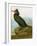 Audubon: Cormorant-John James Audubon-Framed Giclee Print