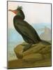 Audubon: Cormorant-John James Audubon-Mounted Giclee Print