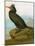 Audubon: Cormorant-John James Audubon-Mounted Giclee Print