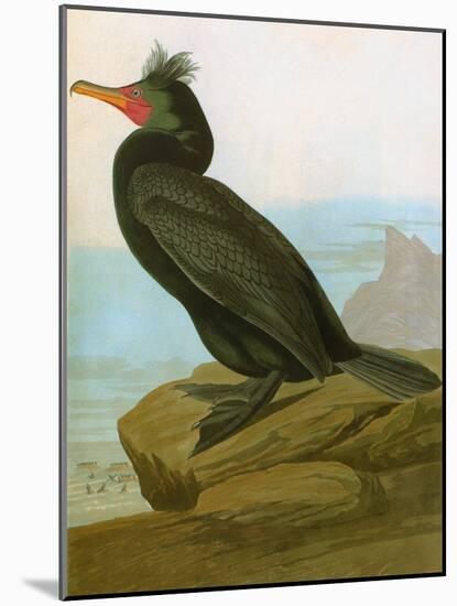 Audubon: Cormorant-John James Audubon-Mounted Giclee Print