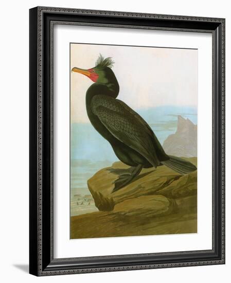 Audubon: Cormorant-John James Audubon-Framed Giclee Print