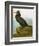 Audubon: Cormorant-John James Audubon-Framed Giclee Print