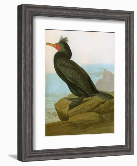 Audubon: Cormorant-John James Audubon-Framed Giclee Print