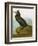 Audubon: Cormorant-John James Audubon-Framed Giclee Print