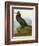 Audubon: Cormorant-John James Audubon-Framed Giclee Print