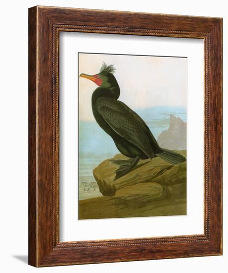 Audubon: Cormorant-John James Audubon-Framed Giclee Print