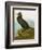 Audubon: Cormorant-John James Audubon-Framed Giclee Print