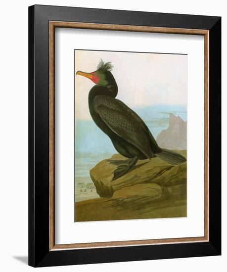 Audubon: Cormorant-John James Audubon-Framed Giclee Print