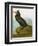 Audubon: Cormorant-John James Audubon-Framed Giclee Print