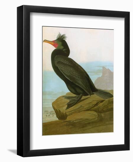 Audubon: Cormorant-John James Audubon-Framed Giclee Print