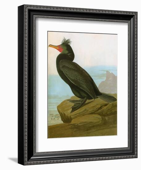 Audubon: Cormorant-John James Audubon-Framed Giclee Print