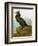 Audubon: Cormorant-John James Audubon-Framed Giclee Print