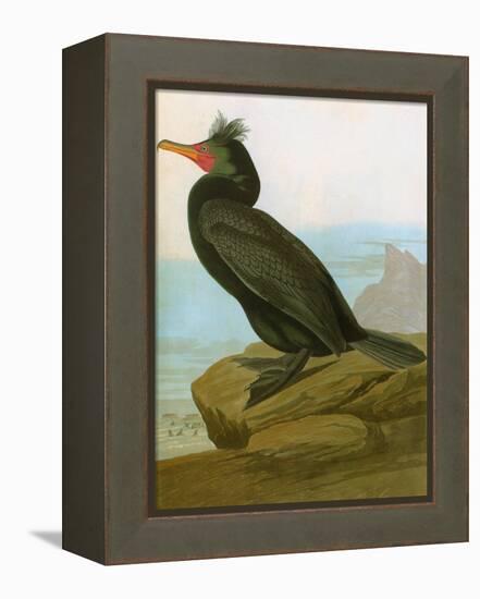 Audubon: Cormorant-John James Audubon-Framed Premier Image Canvas