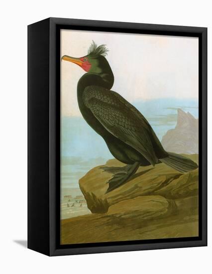 Audubon: Cormorant-John James Audubon-Framed Premier Image Canvas