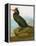 Audubon: Cormorant-John James Audubon-Framed Premier Image Canvas