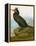 Audubon: Cormorant-John James Audubon-Framed Premier Image Canvas