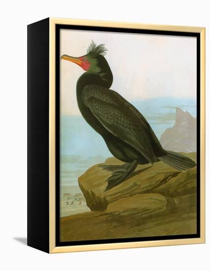 Audubon: Cormorant-John James Audubon-Framed Premier Image Canvas