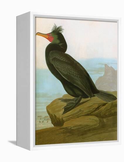 Audubon: Cormorant-John James Audubon-Framed Premier Image Canvas