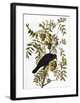 Audubon: Crow-John James Audubon-Framed Giclee Print
