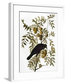 Audubon: Crow-John James Audubon-Framed Giclee Print