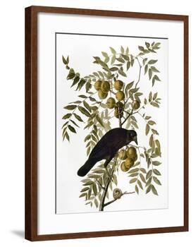 Audubon: Crow-John James Audubon-Framed Giclee Print