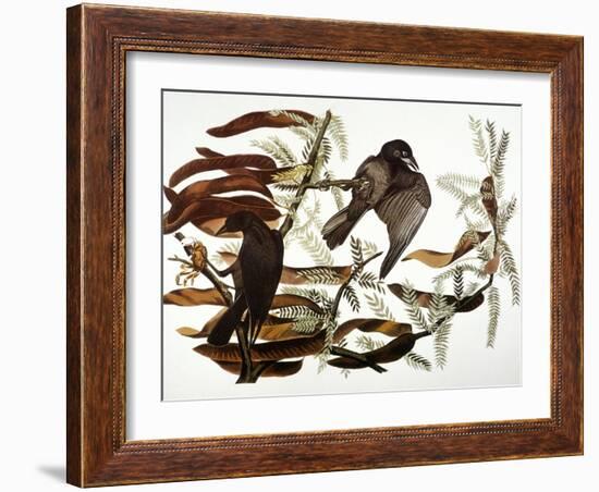 Audubon: Crow-John James Audubon-Framed Giclee Print