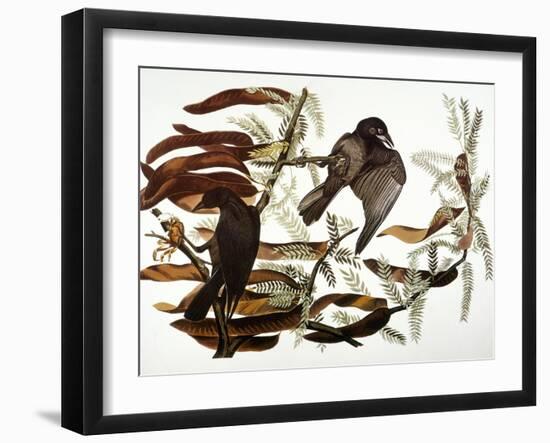 Audubon: Crow-John James Audubon-Framed Giclee Print