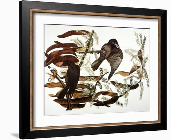 Audubon: Crow-John James Audubon-Framed Giclee Print