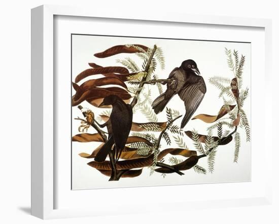 Audubon: Crow-John James Audubon-Framed Giclee Print