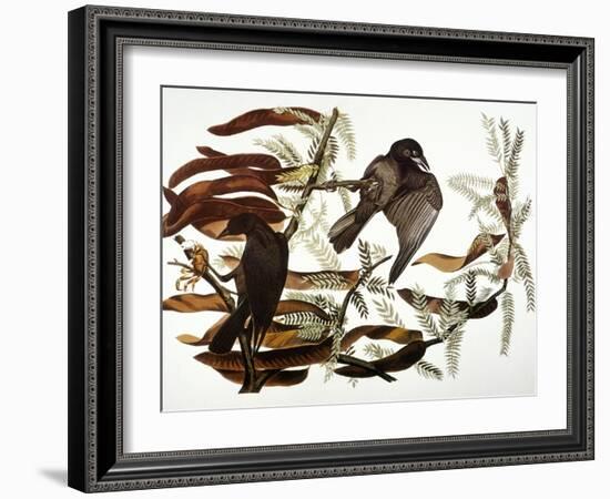 Audubon: Crow-John James Audubon-Framed Giclee Print