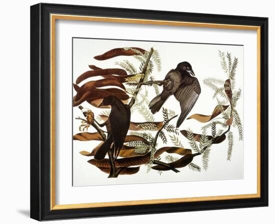 Audubon: Crow-John James Audubon-Framed Giclee Print