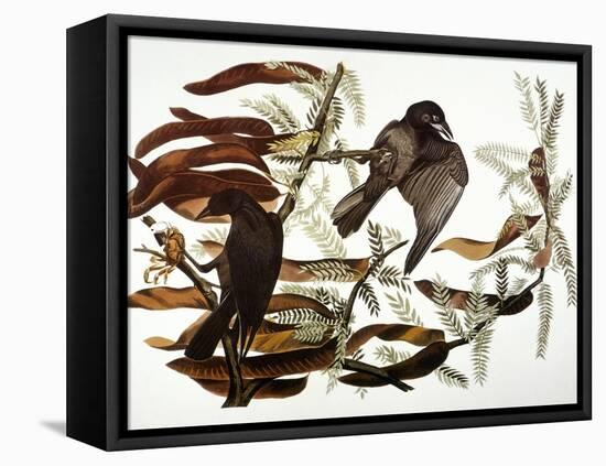 Audubon: Crow-John James Audubon-Framed Premier Image Canvas