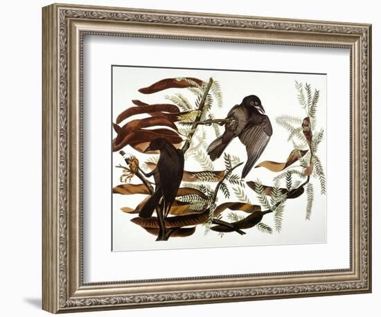 Audubon: Crow-John James Audubon-Framed Giclee Print