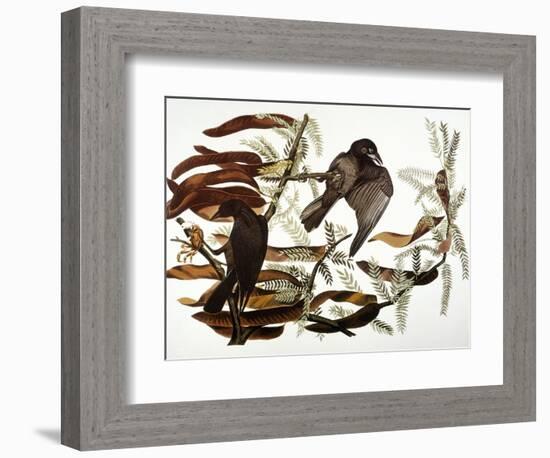 Audubon: Crow-John James Audubon-Framed Giclee Print