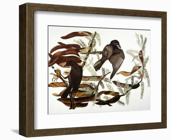 Audubon: Crow-John James Audubon-Framed Giclee Print